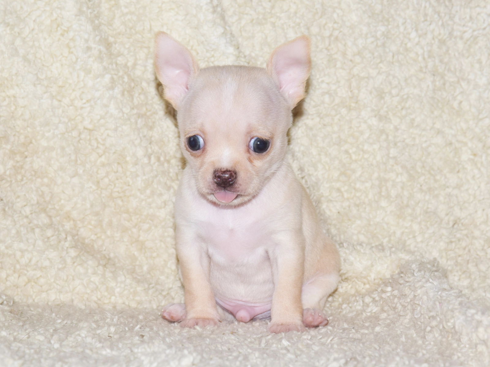 Chihuahua puppy for sale: Light tan Chihuahua puppy sitting on a soft, beige blanket