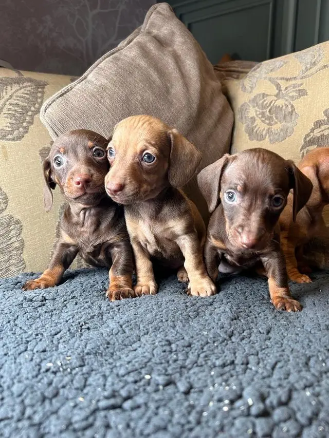 Dachshund puppy for sale: Three brown Dachshund puppies sitting on a couch