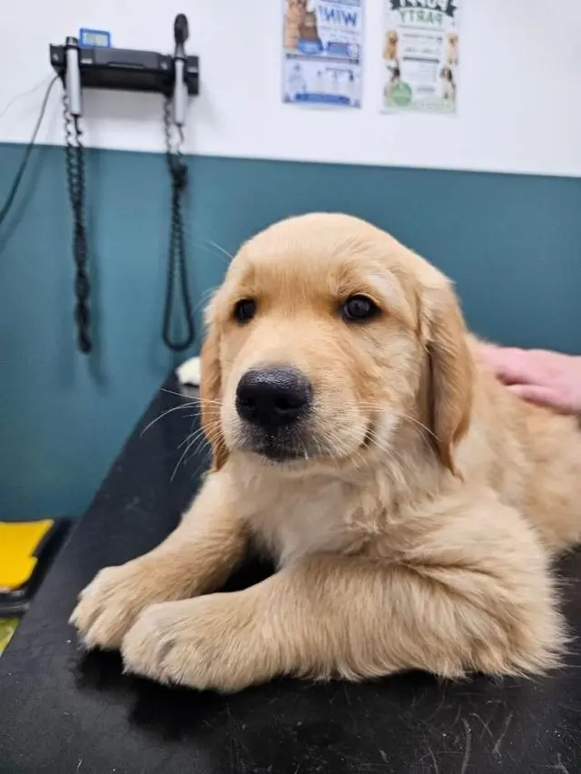 Golden Retriever puppy for sale: Fluffy golden retriever puppy lying on a table in a clinic