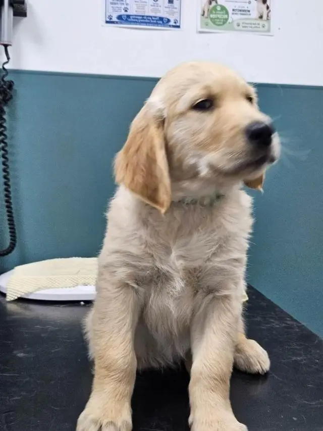 Golden Retriever puppy for sale: Fluffy light golden puppy sitting on a table
