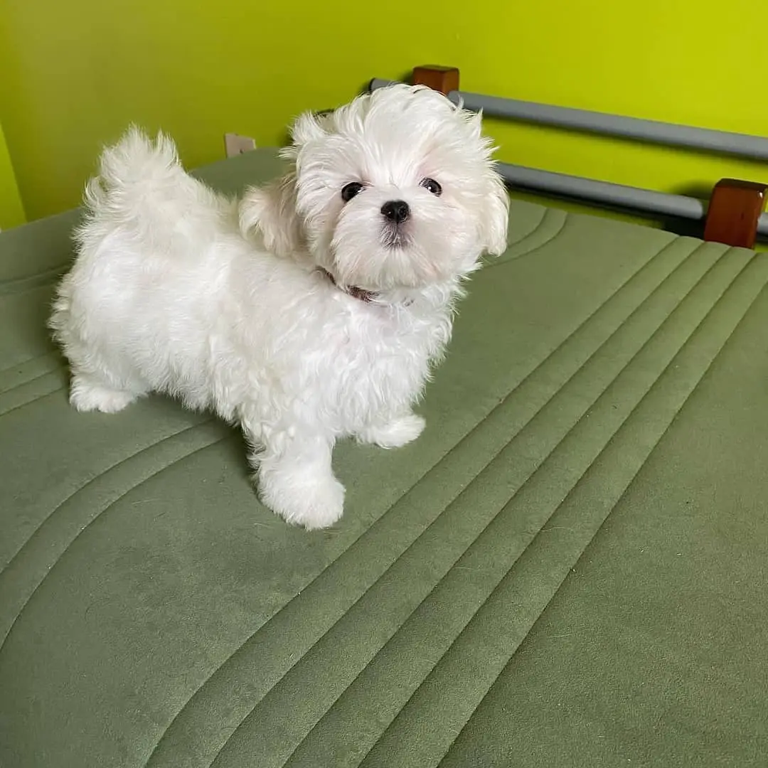 Maltese puppy for sale: Fluffy white Maltese puppy standing on a green bed