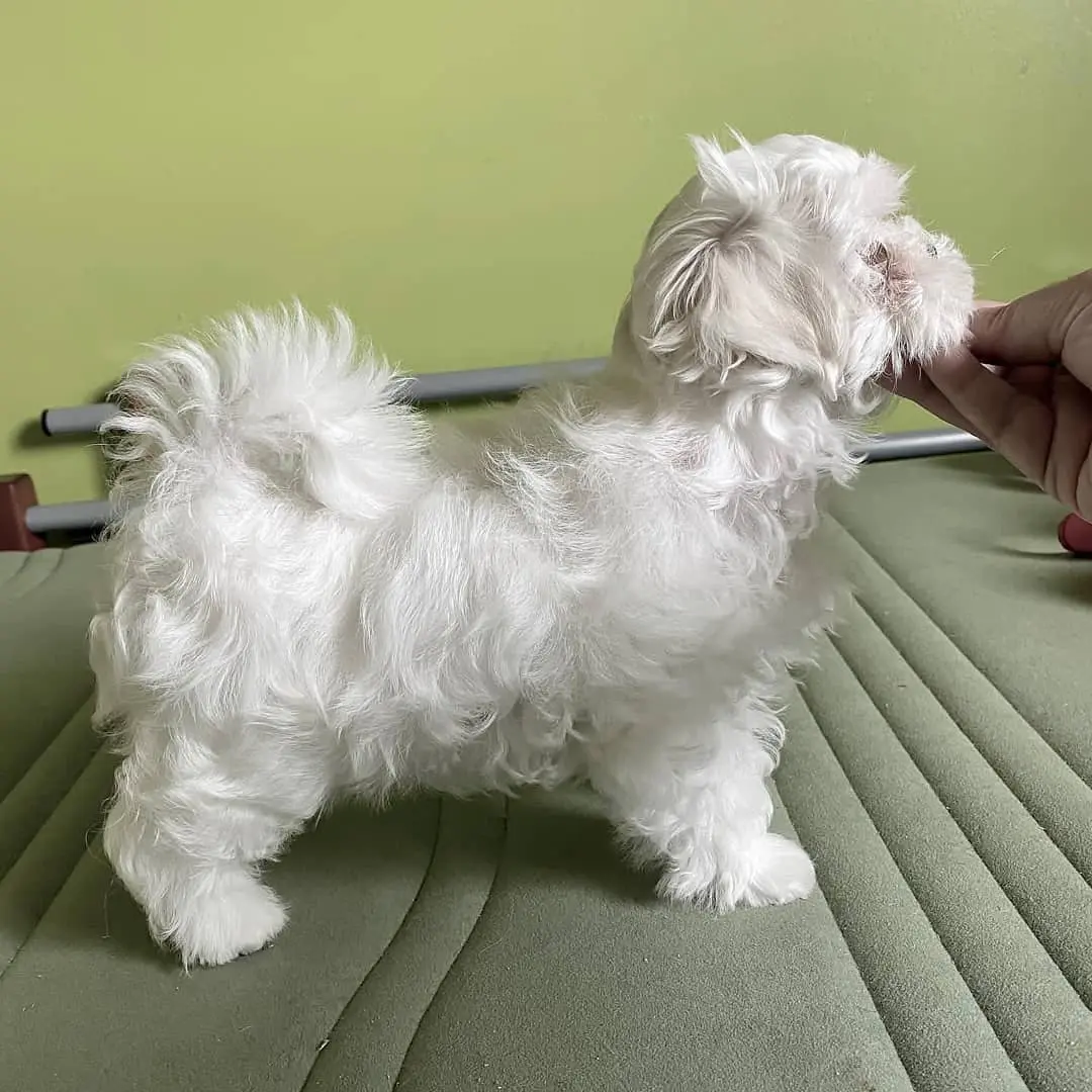 Maltese puppy for sale: Fluffy white Maltese standing on a green surface