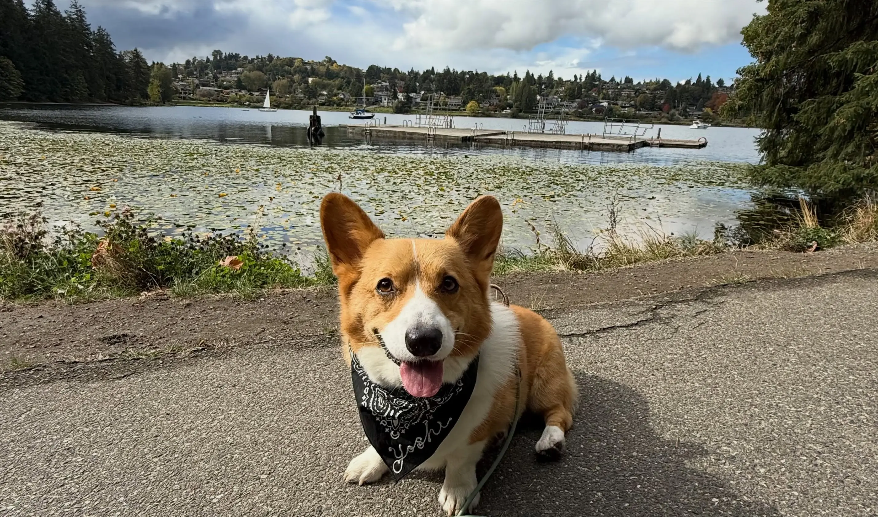 Pembroke Welsh Corgi puppy for sale: Tan and white Pembroke Welsh Corgi sitting by a lake