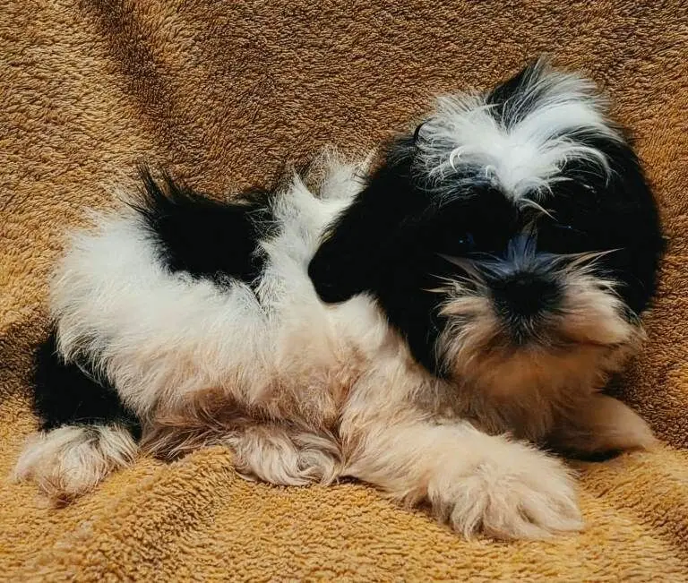 Shih Tzu puppy for sale: Black and white Shih Tzu puppy lying on a tan blanket
