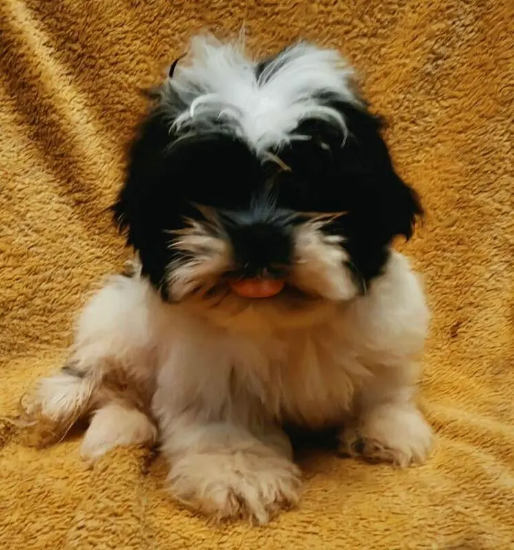 Shih Tzu puppy for sale: Black and white Shih Tzu puppy sitting on a yellow blanket