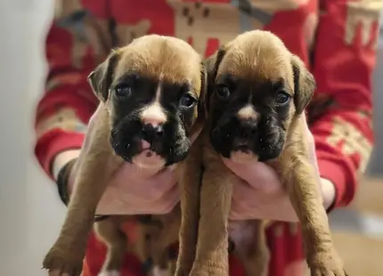 Boxer puppy for sale: Two brown Boxer puppies being held in hands