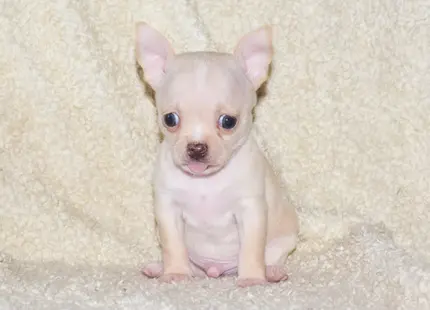 Chihuahua puppy for sale: Light tan Chihuahua puppy sitting on a soft, beige blanket