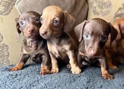 Dachshund puppy for sale: Three brown Dachshund puppies sitting on a couch
