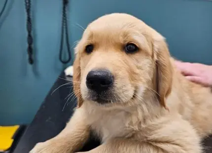 Golden Retriever puppy for sale: Fluffy golden retriever puppy lying on a table in a clinic