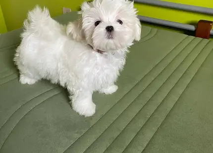 Maltese puppy for sale: Fluffy white Maltese puppy standing on a green bed
