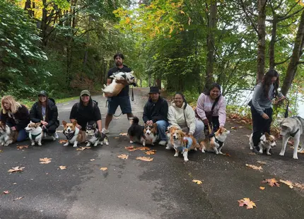 Pembroke Welsh Corgi puppy for sale: Group of Pembroke Welsh Corgis and people in a forested setting