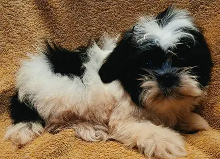 Shih Tzu puppy for sale: Black and white Shih Tzu puppy lying on a tan blanket