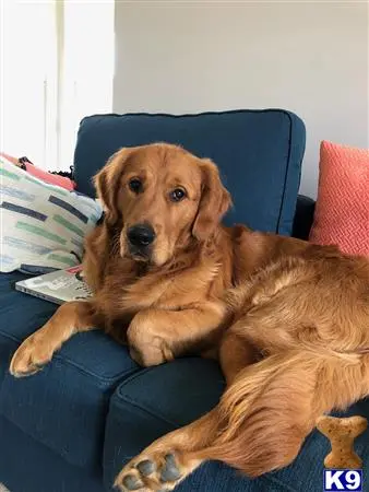 Golden Retriever stud dog