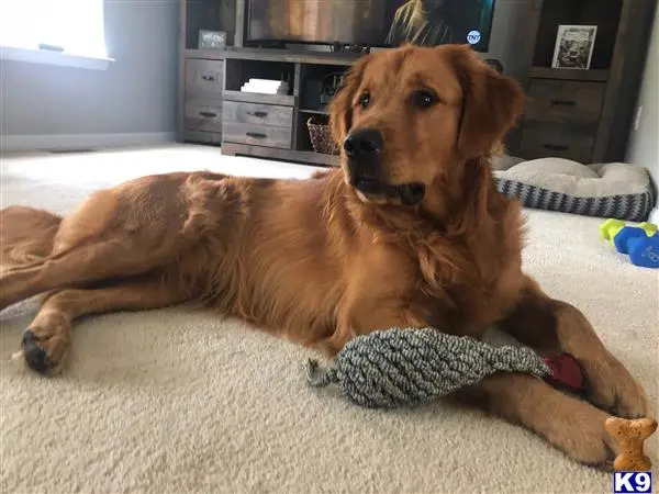 Golden Retriever stud dog