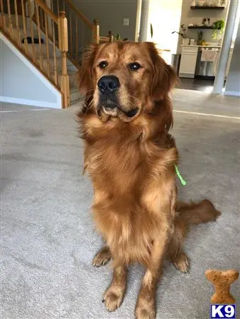 Golden Retriever stud dog