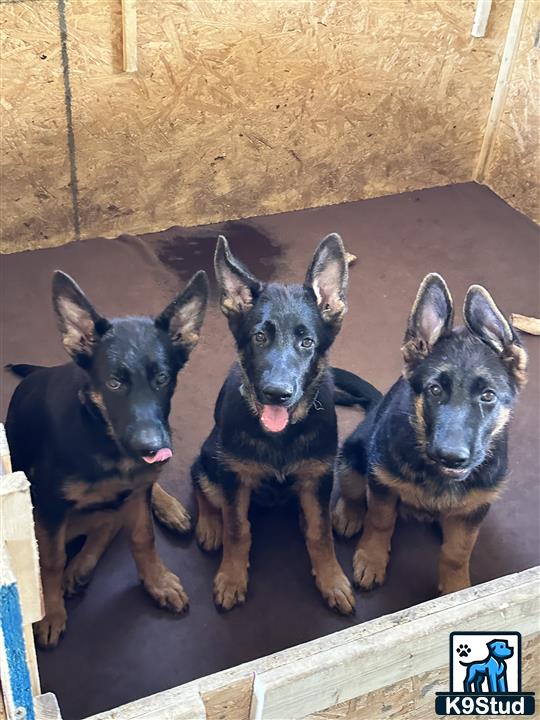 a group of german shepherd dogs