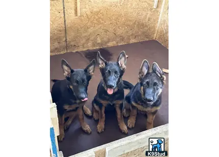 a group of german shepherd dogs