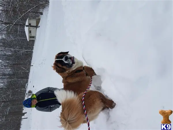 Saint Bernard stud dog: a saint bernard dog in the snow