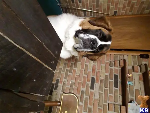 Saint Bernard stud dog: a saint bernard dog sitting on a table