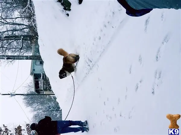 Saint Bernard stud dog: a saint bernard dog on a leash in the snow
