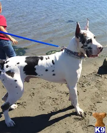 Great Dane stud dog