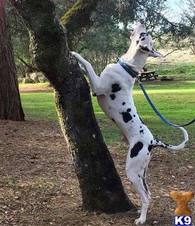 Great Dane stud dog