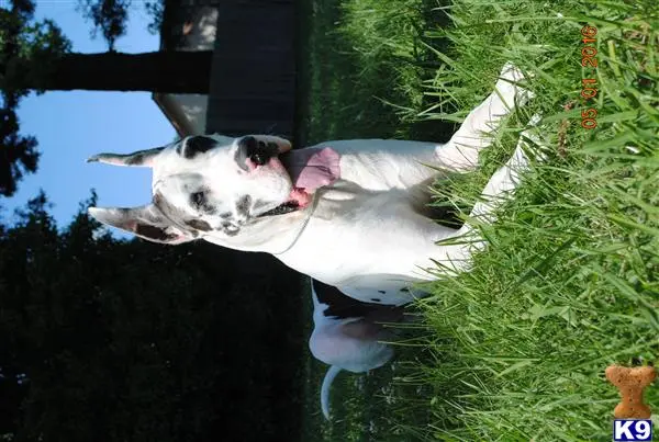 Great Dane stud dog