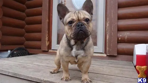 French Bulldog stud dog