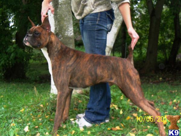 Boxer stud dog