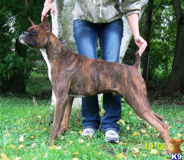 Boxer stud dog