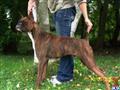 Boxer stud dog: Brindle Boxer standing beside a person in a grassy setting
