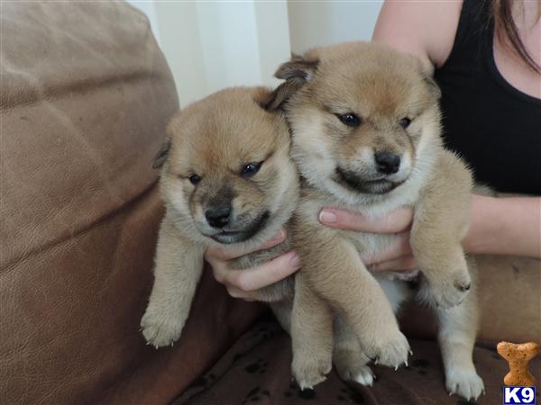 shiba inu puppy posted by pattyspups