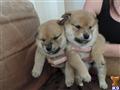 shiba inu puppy posted by pattyspups