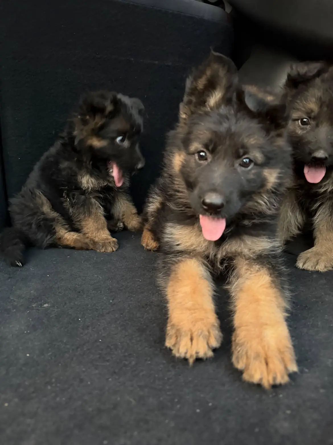 German Shepherd puppy for sale: Three fluffy German Shepherd puppies with black and tan coats