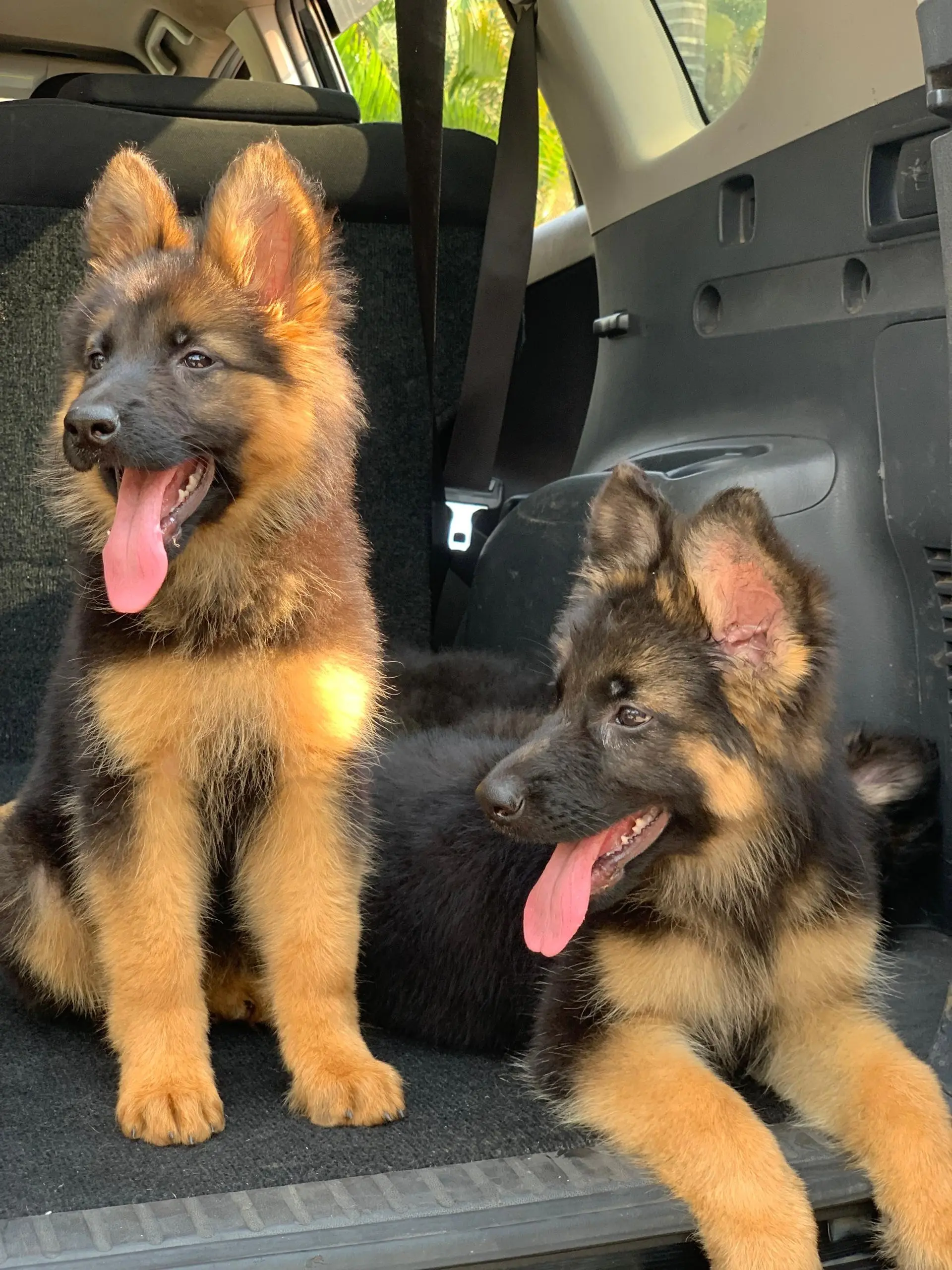 German Shepherd puppy for sale: Two fluffy German Shepherd puppies with tan and black coats in a car