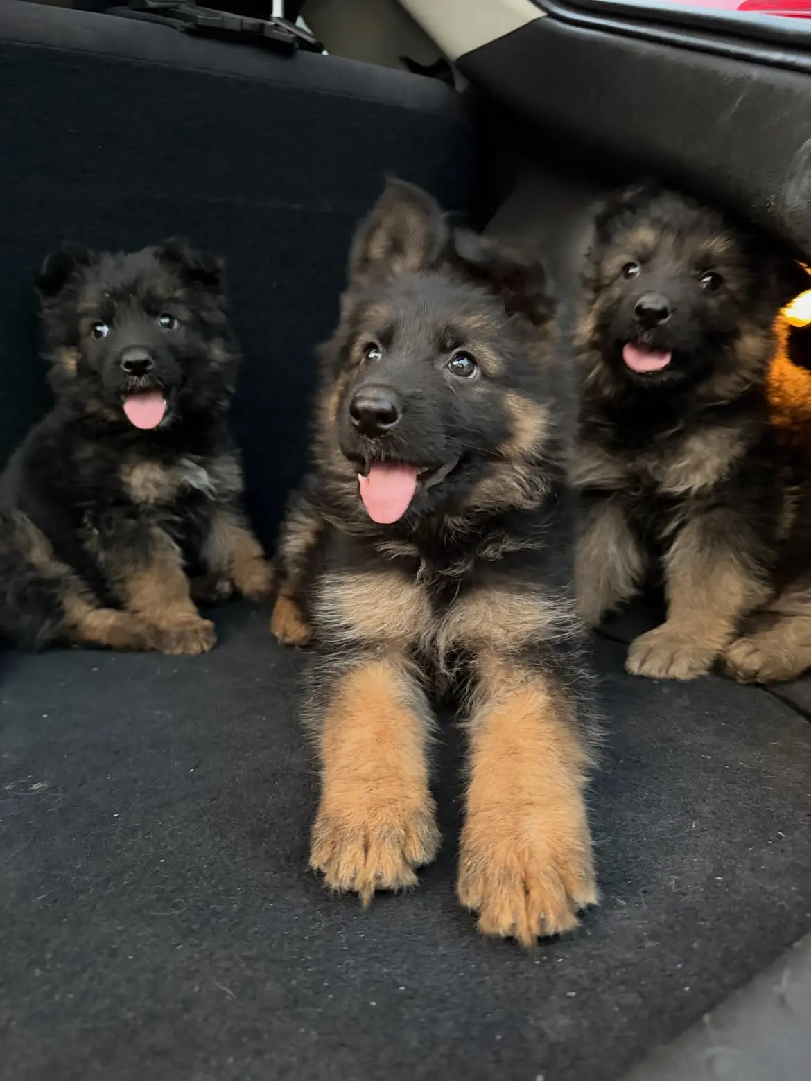 German Shepherd puppy for sale: Three fluffy German Shepherd puppies with black and tan coats