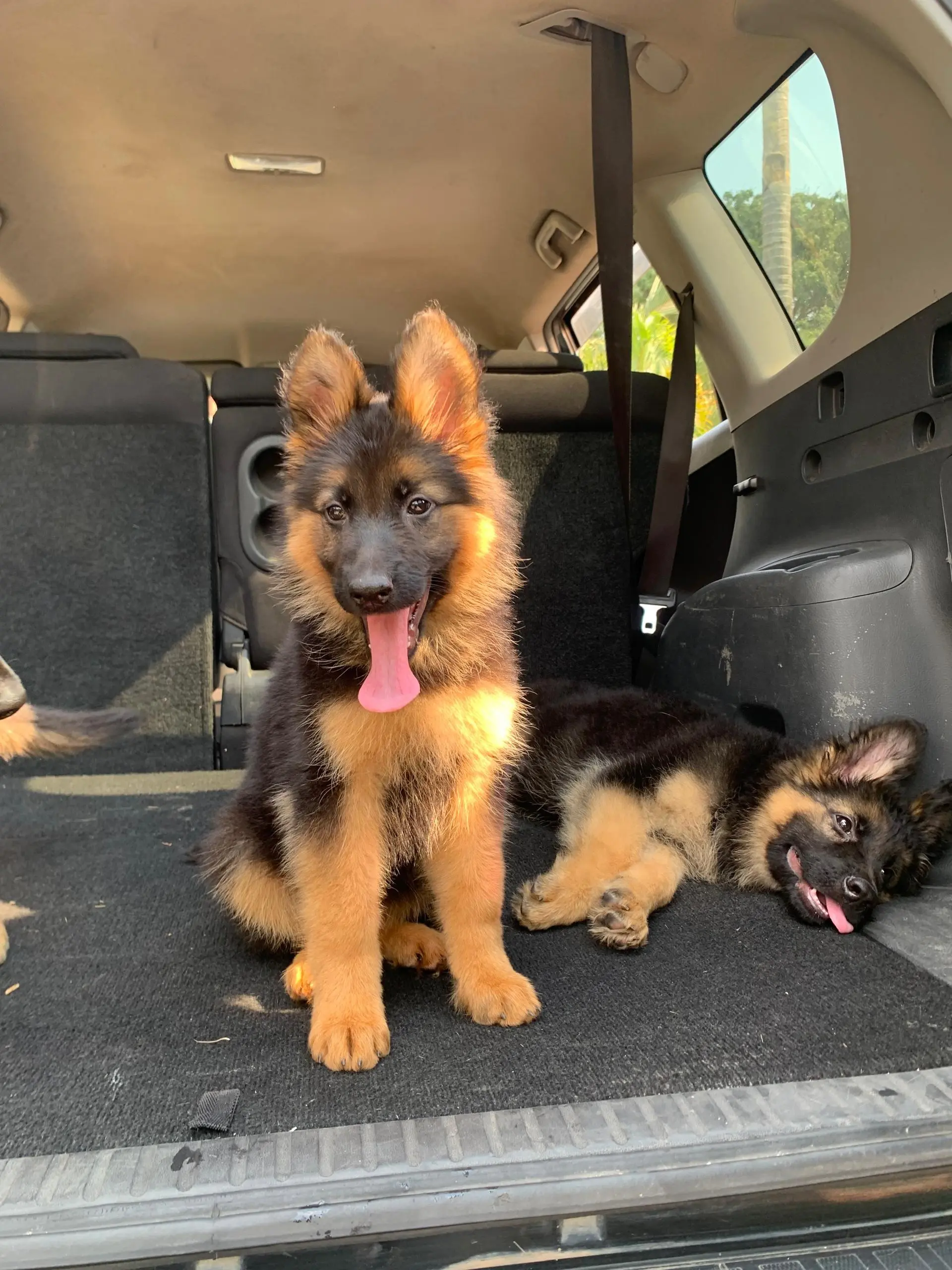 German Shepherd puppy for sale: Two playful German Shepherd puppies in a car trunk