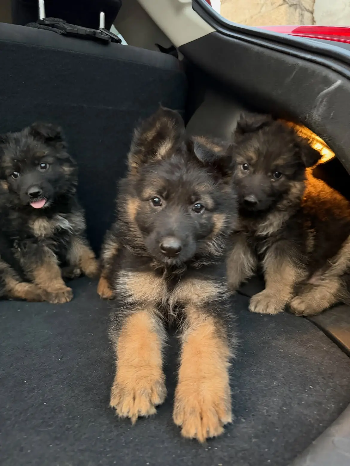 German Shepherd puppy for sale: Three fluffy German Shepherd puppies in a car trunk