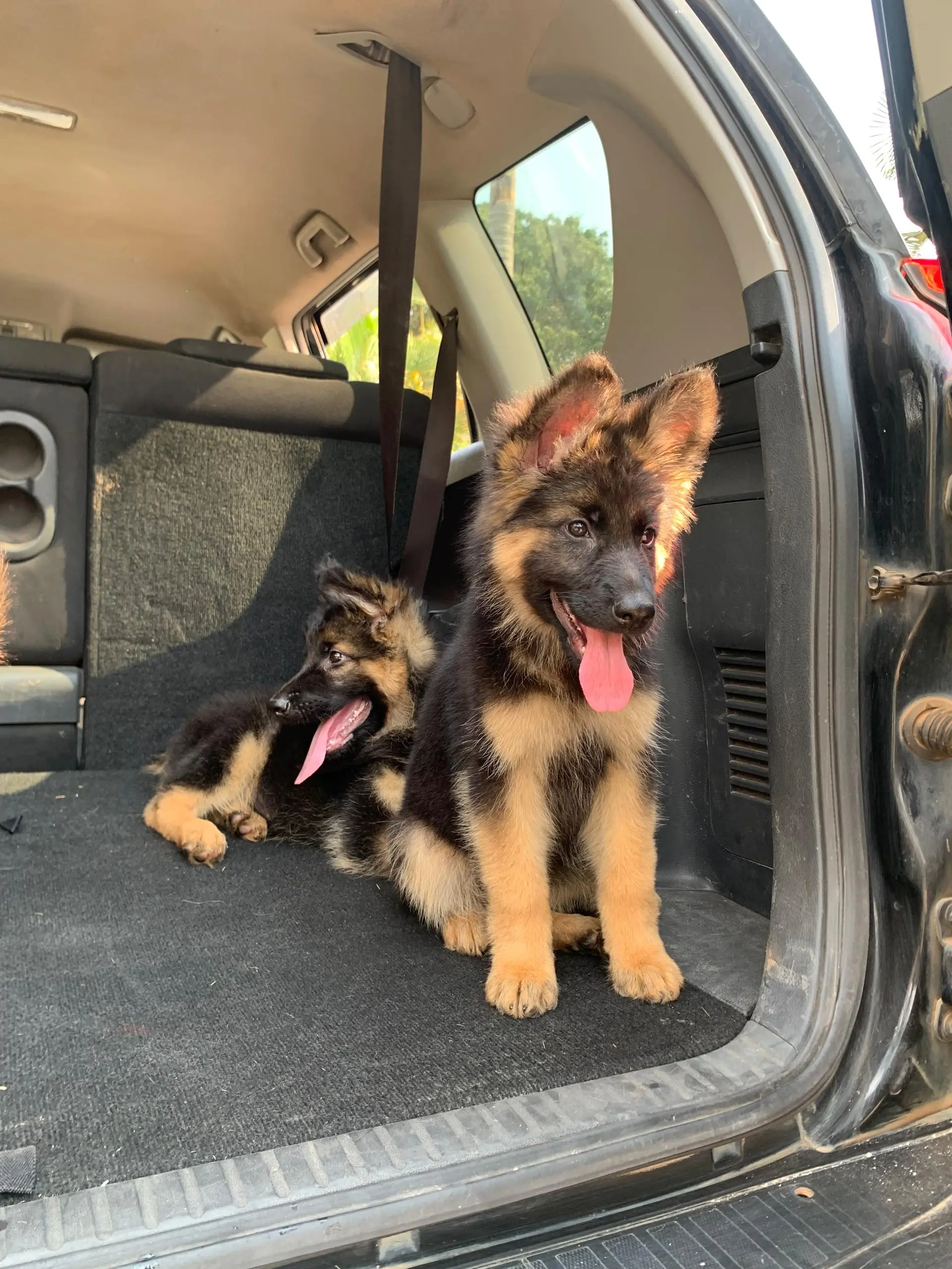 German Shepherd puppy for sale: Two German Shepherd puppies sitting in a car trunk