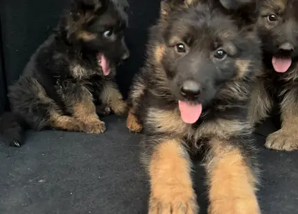 German Shepherd puppy for sale: Three fluffy German Shepherd puppies with black and tan coats