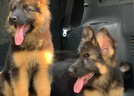 German Shepherd puppy for sale: Two fluffy German Shepherd puppies with tan and black coats in a car