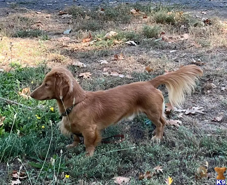 Dachshund stud dog