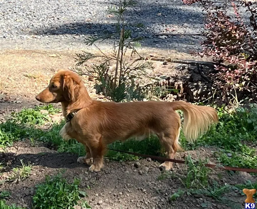 Dachshund stud dog