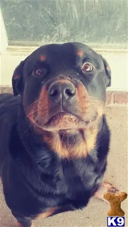 Rottweiler