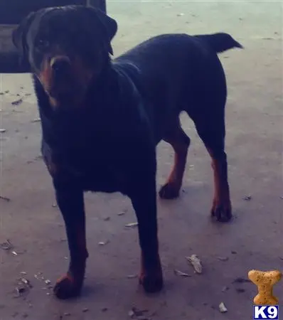 Rottweiler stud dog