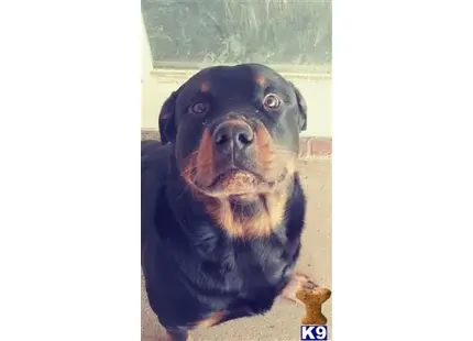 Rottweiler