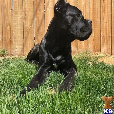 Cane Corso