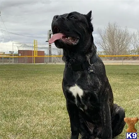 Cane Corso stud dog