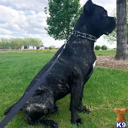 Cane Corso stud dog