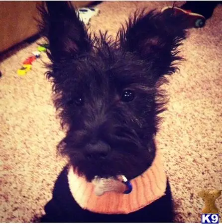 Scottish Terrier female dog